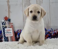 Frida, a female Labrador Retriever for sale in Downing, MO – 2 of 8