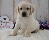 Fido, a male Labrador Retriever for sale in Downing, MO – 7 of 8