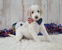 Lady, a female Goldendoodle for sale in Downing, MO – 6 of 8