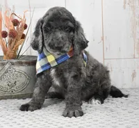 Auggie, a male Labradoodle for sale in Downing, MO – 2 of 8
