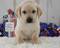 Flint, a male Labrador Retriever for sale in Downing, MO – 4 of 8