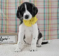 Abbey, a female Labradoodle for sale in Downing, MO – 2 of 9