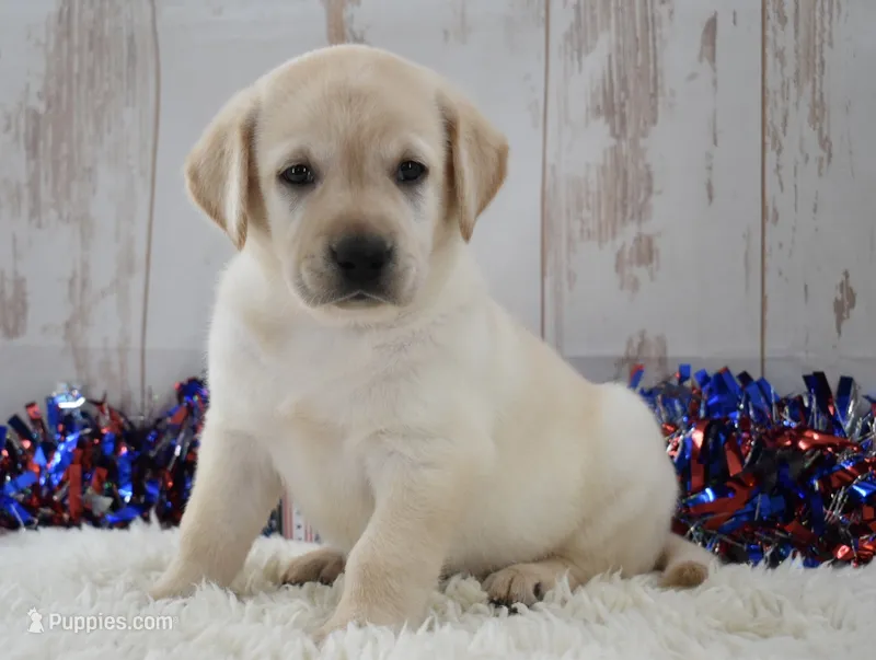 Frida – Labrador Retriever puppy for sale in Downing, MO