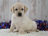 Frida, a female Labrador Retriever for sale in Downing, MO – 1 of 8