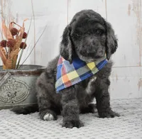Auggie, a male Labradoodle for sale in Downing, MO – 4 of 8