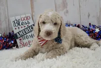 Lenny, a male Goldendoodle for sale in Downing, MO – 5 of 8