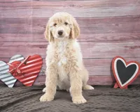 Isaac, a male Goldendoodle for sale in Downing, MO – Photo 4 of 8