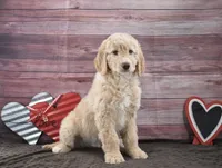 Isaac, a male Goldendoodle for sale in Downing, MO – Photo 7 of 8