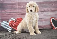 Isaac, a male Goldendoodle for sale in Downing, MO – Photo 1 of 8