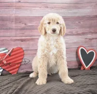 Isaac, a male Goldendoodle for sale in Downing, MO – Photo 5 of 8