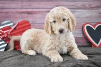 Isaac, a male Goldendoodle for sale in Downing, MO – Photo 2 of 8