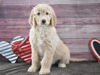 Isaac, a male Goldendoodle for sale in Downing, MO – Photo 3 of 8