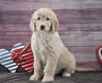 Isaac, a male Goldendoodle for sale in Downing, MO – Photo 6 of 8