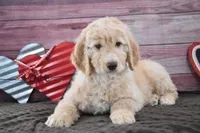 Isaac, a male Goldendoodle for sale in Downing, MO – Photo 8 of 8