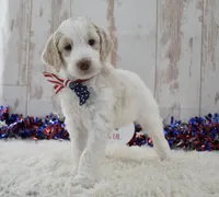 Lady, a female Goldendoodle for sale in Downing, MO – 7 of 8