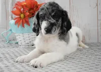 Ava, a female Labradoodle for sale in Downing, MO – 7 of 8