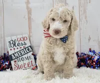 Lenny, a male Goldendoodle for sale in Downing, MO – 3 of 8