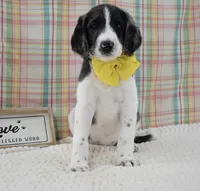 Abbey, a female Labradoodle for sale in Downing, MO – 5 of 9