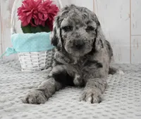 Allie, a female Labradoodle for sale in Downing, MO – 3 of 9