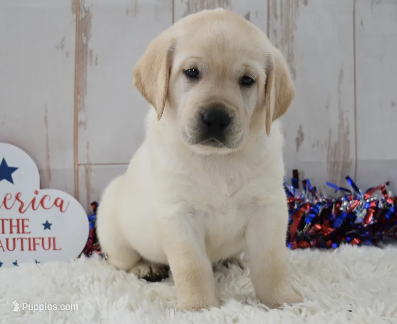 Fido – Labrador Retriever puppy for sale in Downing, MO