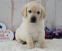 Fido, a male Labrador Retriever for sale in Downing, MO – 1 of 8