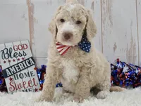 Lenny, a male Goldendoodle for sale in Downing, MO – 6 of 8