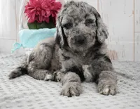 Allie, a female Labradoodle for sale in Downing, MO – 5 of 9