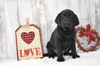 Ellie, a female Labrador Retriever for sale in Downing, MO – Photo 1 of 8