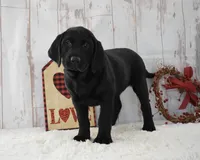 Ellie, a female Labrador Retriever for sale in Downing, MO – Photo 5 of 8