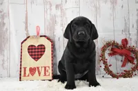 Ellie, a female Labrador Retriever for sale in Downing, MO – Photo 4 of 8