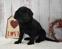 Ellie, a female Labrador Retriever for sale in Downing, MO – Photo 7 of 8