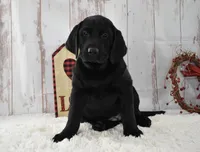 Ellie, a female Labrador Retriever for sale in Downing, MO – Photo 8 of 8