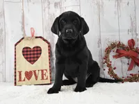Ellie, a female Labrador Retriever for sale in Downing, MO – Photo 3 of 8