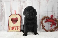 Ellie, a female Labrador Retriever for sale in Downing, MO – Photo 6 of 8