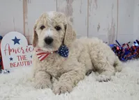 Liam, a male Goldendoodle for sale in Downing, MO – 4 of 8