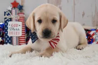 Frankie, a male Labrador Retriever for sale in Downing, MO – 6 of 9
