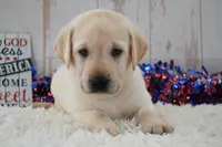 Fletch, a male Labrador Retriever for sale in Downing, MO – 6 of 8
