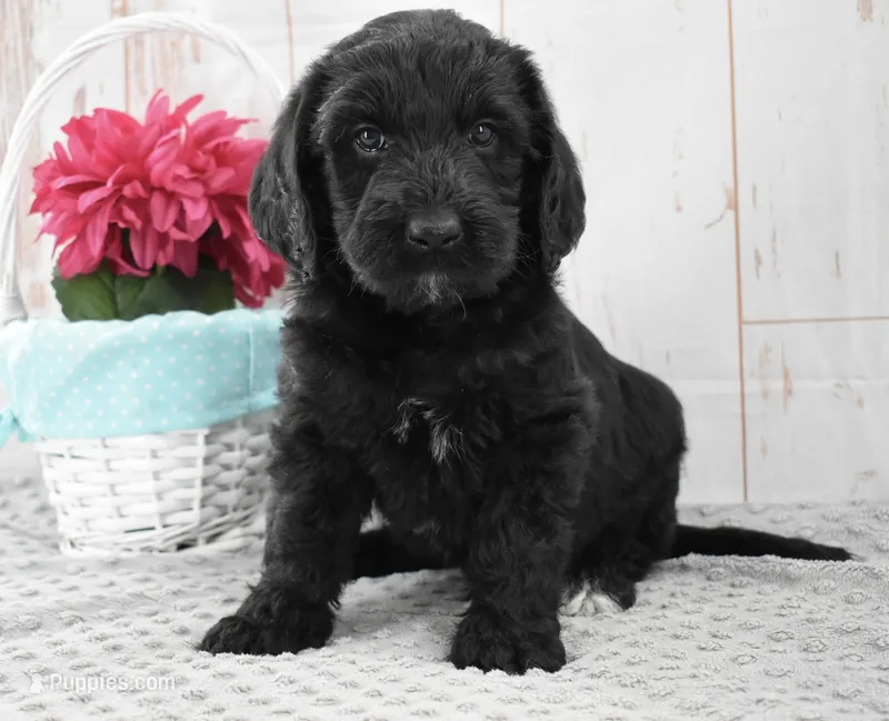 Annie – Labradoodle puppy for sale in Downing, MO