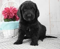 Annie, a female Labradoodle for sale in Downing, MO – 1 of 8