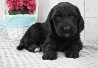 Annie, a female Labradoodle for sale in Downing, MO – 3 of 8