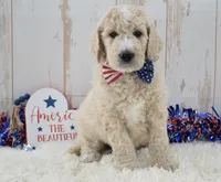 Liam, a male Goldendoodle for sale in Downing, MO – 5 of 8