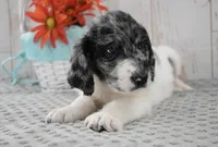 Ava, a female Labradoodle for sale in Downing, MO – 2 of 8