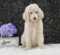 Daisy, a female Goldendoodle for sale in Downing, MO – 5 of 7