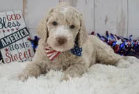 Lenny, a male Goldendoodle for sale in Downing, MO – 2 of 8
