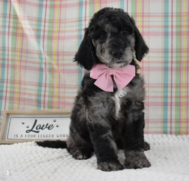 Aurora  – Labradoodle puppy for sale in Downing, MO