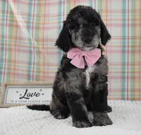 Aurora , a female Labradoodle for sale in Downing, MO – 1 of 8