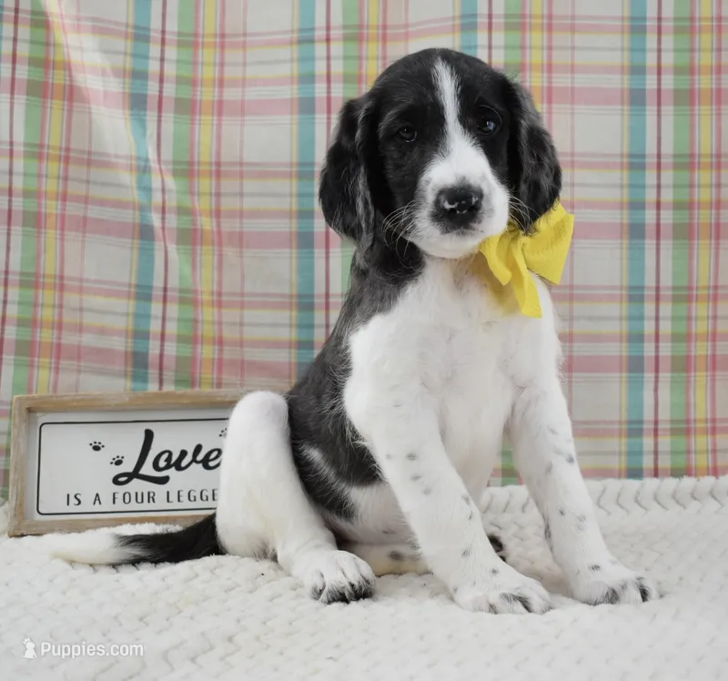 Abbey – Labradoodle puppy for sale in Downing, MO
