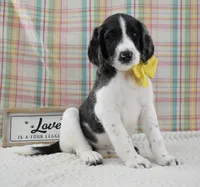 Abbey, a female Labradoodle for sale in Downing, MO – 1 of 9
