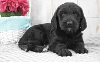 Annie, a female Labradoodle for sale in Downing, MO – 8 of 8