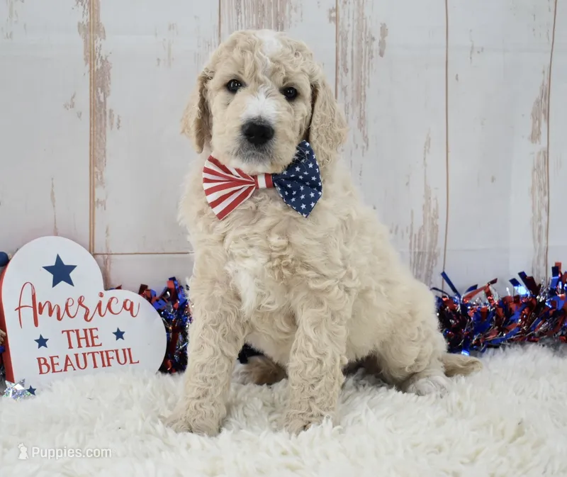 Liam – Goldendoodle puppy for sale in Downing, MO